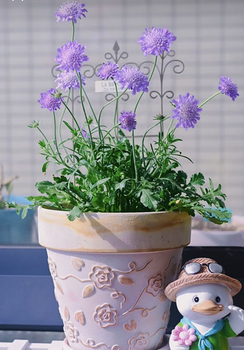 进口 高杆蓝盆花盆栽 可做切花 好养阳台庭院花卉勤花多年生好看