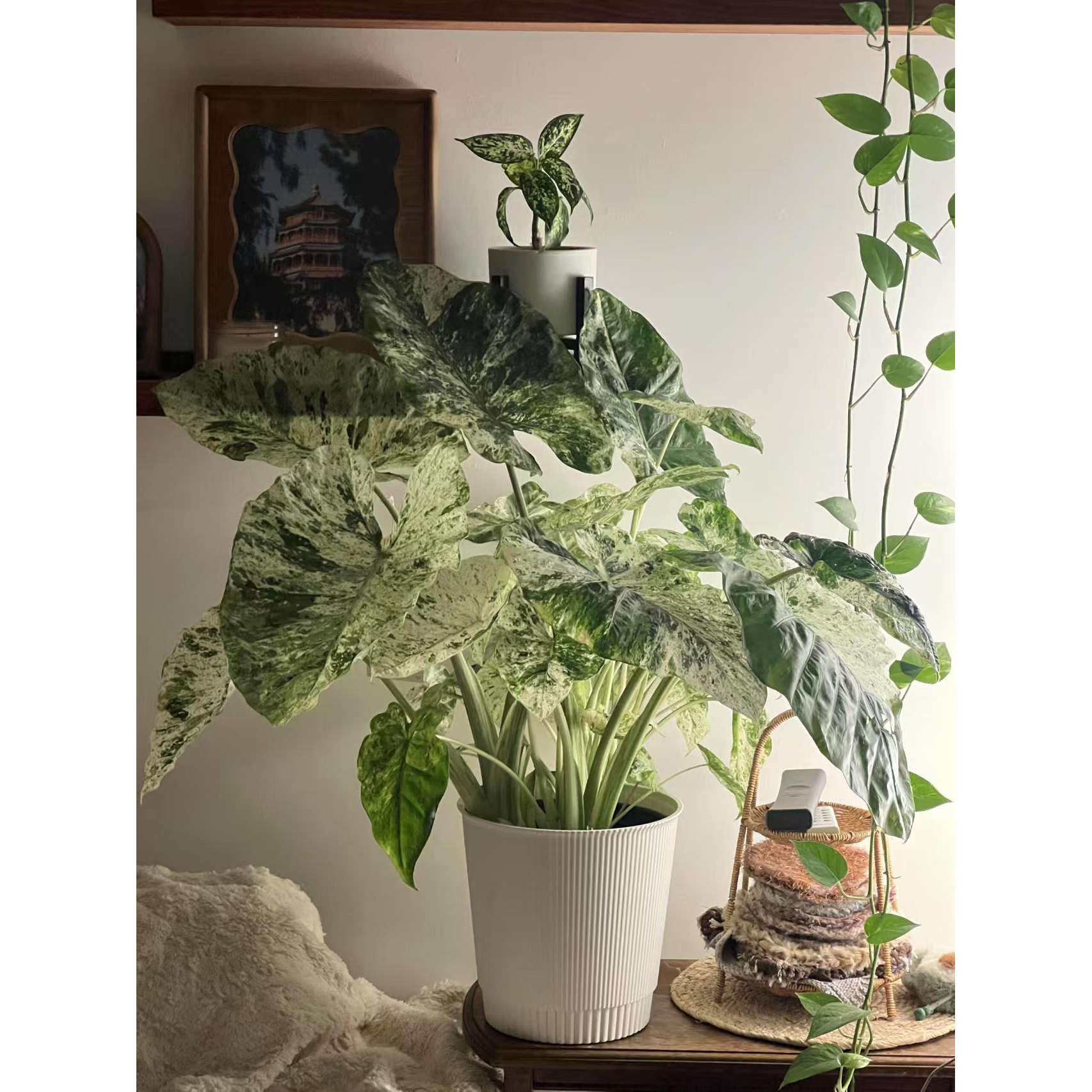进口海芋 彩叶芋绿植盆栽室内植物观叶热带植物北欧风格小白盆栽