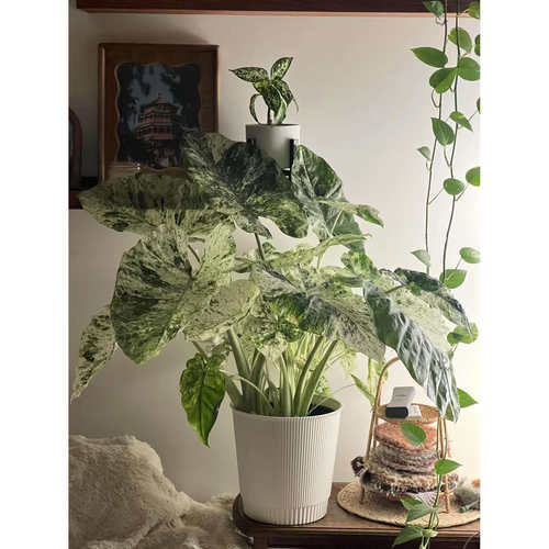 天一花园进口彩叶海芋盆栽易养