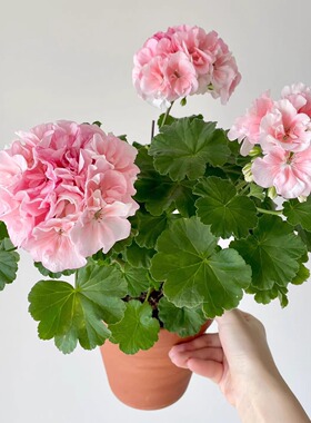 大花球重瓣天竺葵盆栽兔子粉 很勤花 洋绣球好养阳台海棠庭院花卉