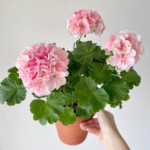 大花球重瓣天竺葵盆栽兔子粉 很勤花 洋绣球好养阳台海棠庭院花卉