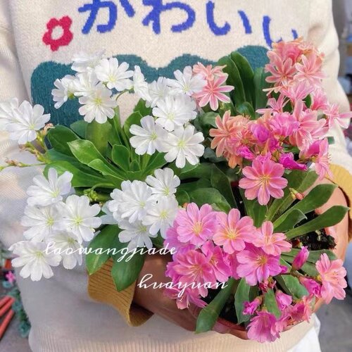 露薇花盆栽带花阳台四季开花好养