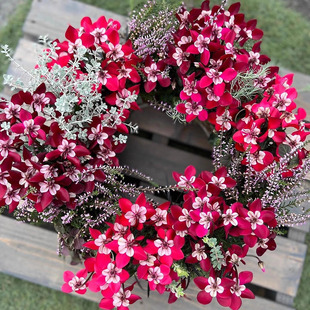 进口蝶衣一代仙客来带花盆栽耐寒年宵花开花阳台好养花卉一品冠