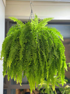 超级耐阴绿植 波斯盾蕨类铁线蕨植物盆栽多年生四季常绿观叶绿植