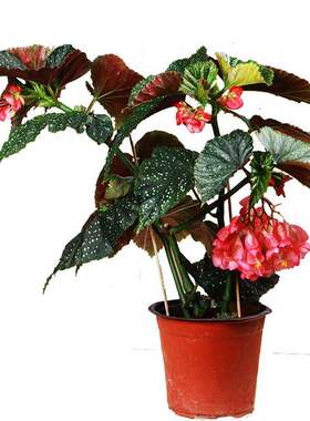 竹节秋海棠大叶海棠木本植物好养