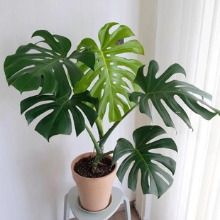 龟背竹老桩盆栽绿植耐寒植物水培阳台卧室客厅办公室都可以养