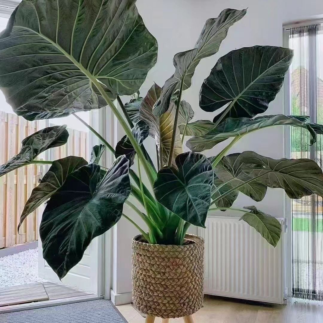 进口 帝王盾 海芋 彩叶芋绿植盆栽室内客厅绿植物观叶北欧风格