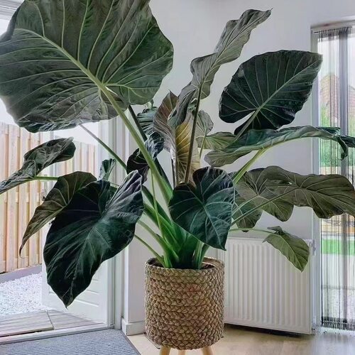 进口帝王盾彩叶海芋盆栽易养