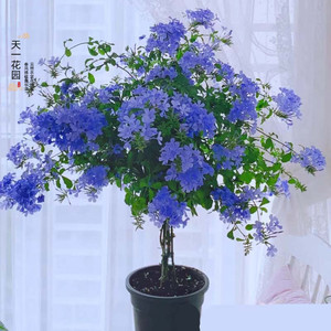 蓝雪花棒棒糖老桩带花苞庭院阳台很勤花好养喜水喜光半攀援植物