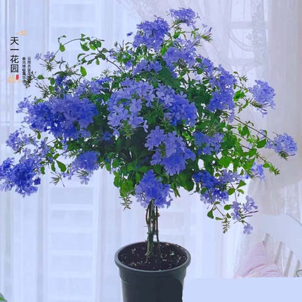 蓝雪花棒棒糖老桩带花苞庭院阳台很勤花好养喜水喜光夏季植物