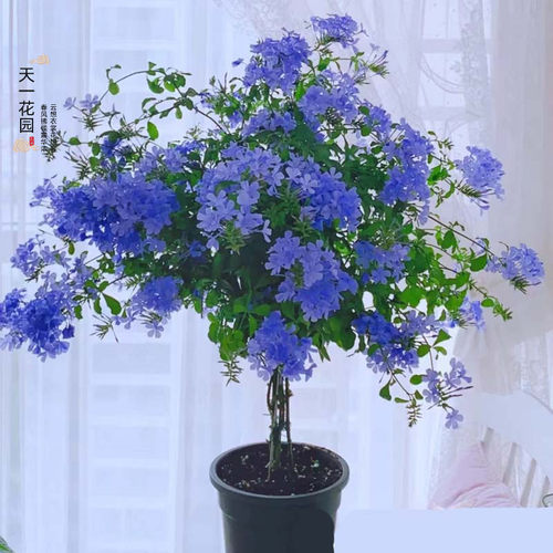 夏季好养植物蓝雪花棒棒糖带花苞