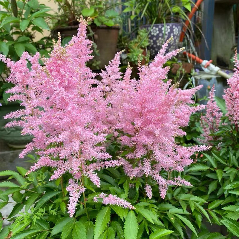 落新妇盆栽多年生庭院阳台花苗轻奢家庭办公室花卉荷兰进口可插花