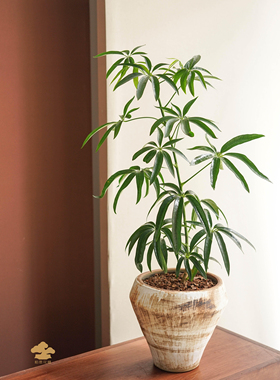 进口热植 夏威夷鹅掌柴  Schefflera sp. angustifolia  细叶伞树