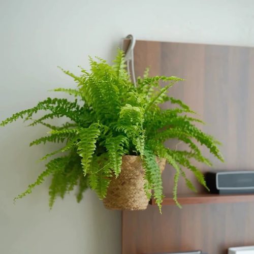 超级耐阴绿植 波斯盾蕨类铁线蕨植物盆栽多年生四季常绿观叶绿植