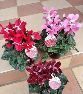 进口蝶衣一代仙客来带花盆栽耐寒年宵花开花阳台好养花卉一品冠