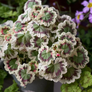 彩叶天奎尔特夫人三色旗枫叶花叶银边天竺葵盆栽花苗观叶阳台窗台