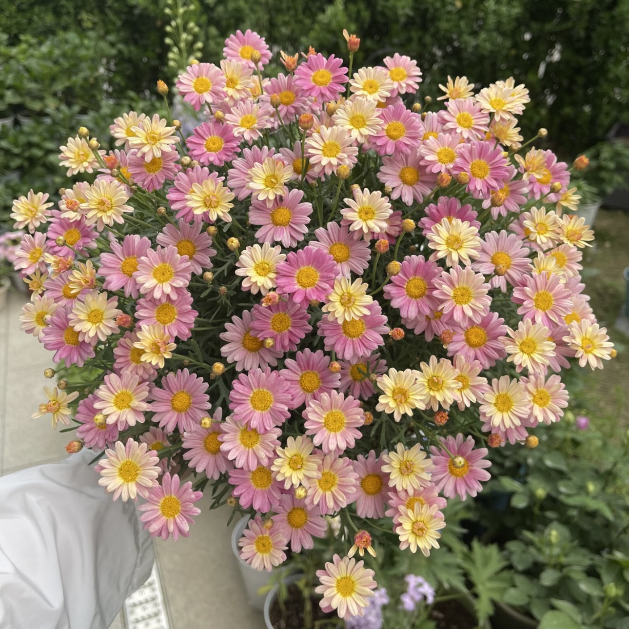 玛格丽特花苗盆栽菊花四季开花花卉绿植带花苞小雏菊耐寒地栽植物