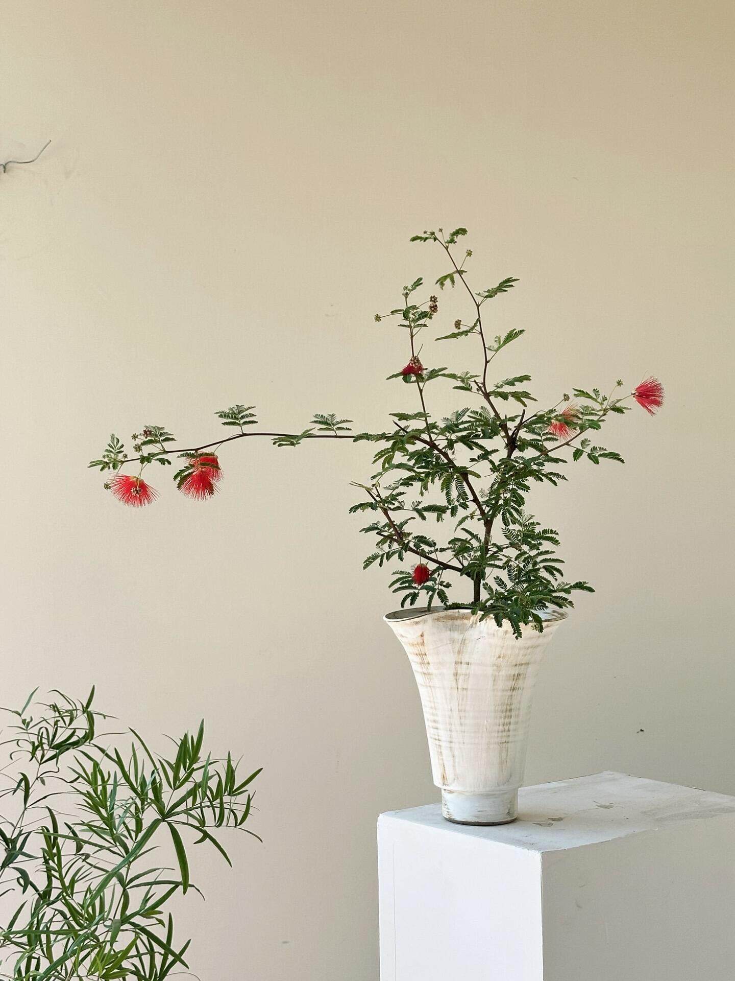 红花姬合欢 红色花穗多年生耐寒植物室内阳台庭院绿植花卉