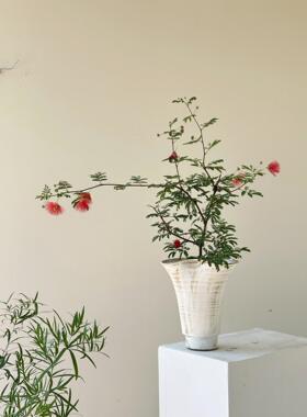 红花姬合欢 红色花穗多年生耐寒植物室内阳台庭院绿植花卉