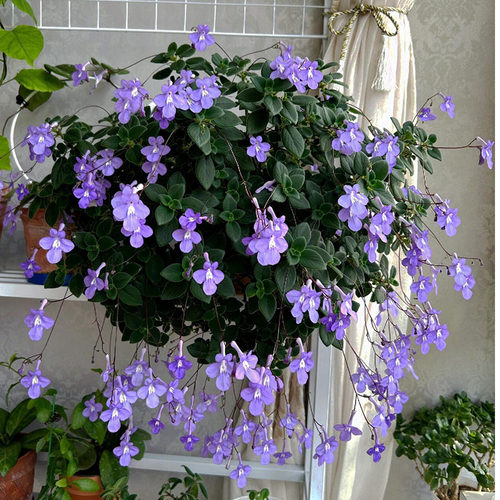 进口 好养 蓝海豚花 趣味苦苣苔耐热爆花盆栽室内阳台花卉