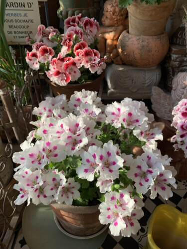 蝴蝶梅大花天竺葵多色花苗好养