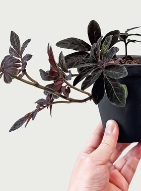 网红绿植爬藤厄瓜多尔紫茄