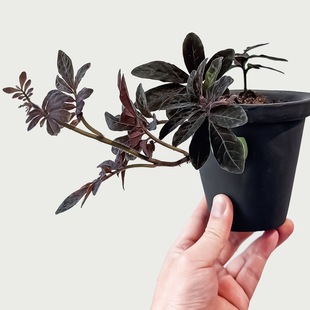 秋海棠盆栽阳台花卉植物室内绿植 厄瓜多尔紫茄 网红 绿植爬藤