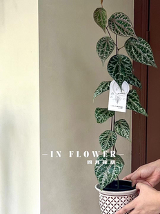 瑰丽胡椒盆栽室内观叶绿植ins热植客厅阳台垂吊植物盆栽花卉好养