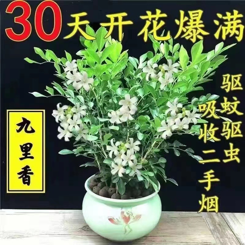 九里香盆栽花卉带花苞绿植七里香四季开花浓香驱蚊常緑植物盆景树