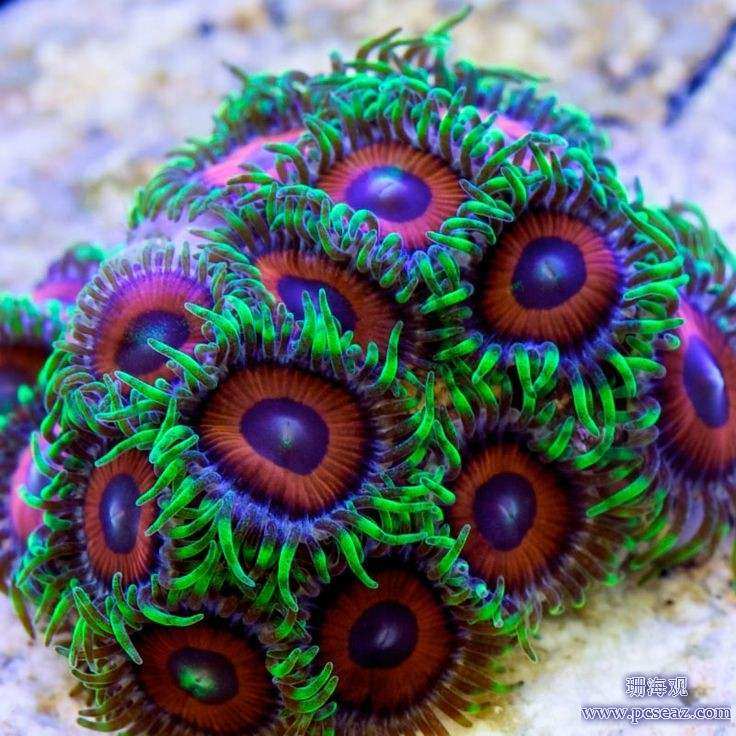 纽扣 软体 16品种 每个品种20头  25至35元 珊瑚 lps|msdalam kategori haiwan peliharaan/makanan haiwan dan bekalan, Aquarium World, binatang peliharaan akuarium lain - dari Buy2taobao.com untuk memberikan perkhidmatan ejen Taobao profesional membeli