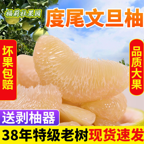 莆田仙游度尾文旦柚新鲜水果白心蜜柚子三十年老树果子精品果10斤