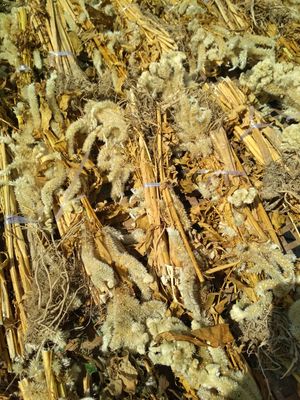 包邮新货野生白鸡冠花 鸡髻花 老来红 鸡公花 鸡角花 500g