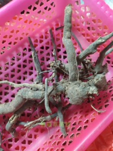 福建羊耳菊根 古田兔耳 白牛胆 山白芷 白面风 羊耳风  晒干1斤