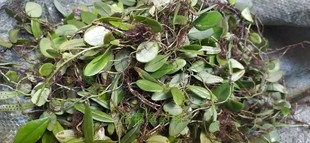 包邮中草药材 新鲜抱石莲 石瓜子 鱼鳖草 抱树莲 飞连草岩瓜子1斤