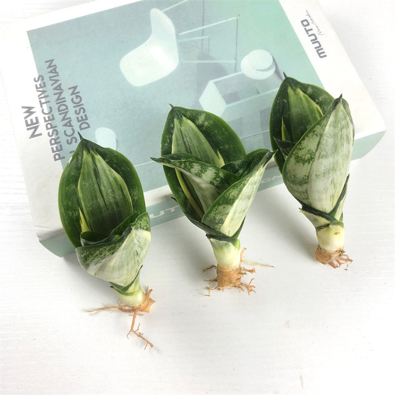 星辰虎皮兰稀有品种绿植盆栽水培桌面绿植