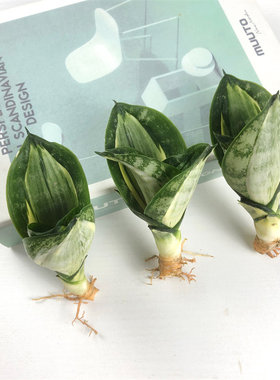 星辰虎皮兰稀有品种绿植盆栽水培矮脚金边白玉哈尼虎尾兰基地直发