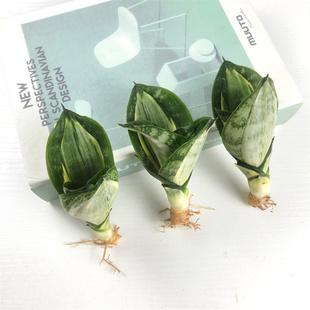 星辰虎皮兰稀有品种绿植盆栽水培矮脚金边白玉哈尼虎尾兰基地直发