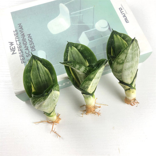 星辰虎皮兰稀有品种绿植盆栽水培矮脚金边白玉哈尼虎尾兰基地直发