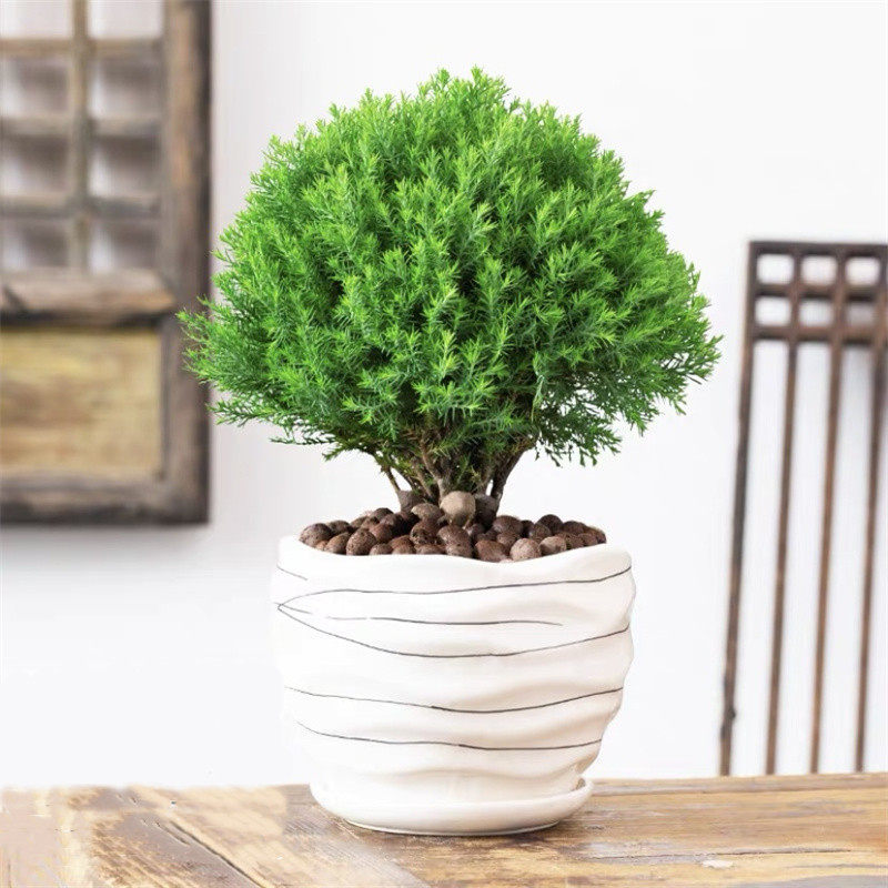 雾松盆栽植物四季常青办公室内阳台庭院好养花卉桌面绿色盆景绿植