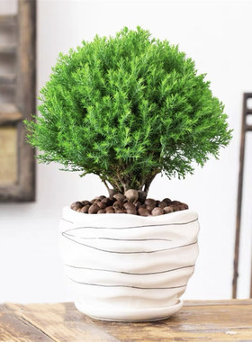 雾松盆栽植物四季常青办公室内阳台庭院好养花卉桌面绿色盆景绿植