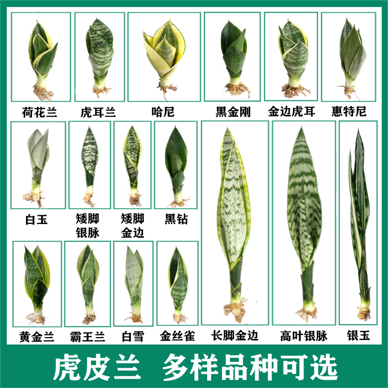 虎皮兰品种全盆栽室内客厅卧室吸甲醛白玉虎尾兰哈尼桌面观叶绿植 鲜花速递/花卉仿真/绿植园艺 绿植 原图主图