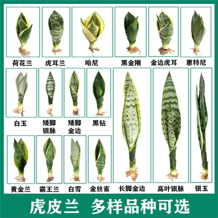 虎皮兰品种全盆栽室内客厅卧室吸甲醛白玉虎尾兰哈尼桌面观叶绿植