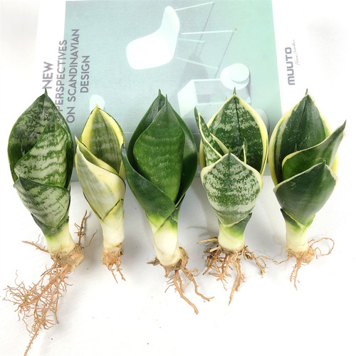 虎皮兰室内吸甲醛好养水培