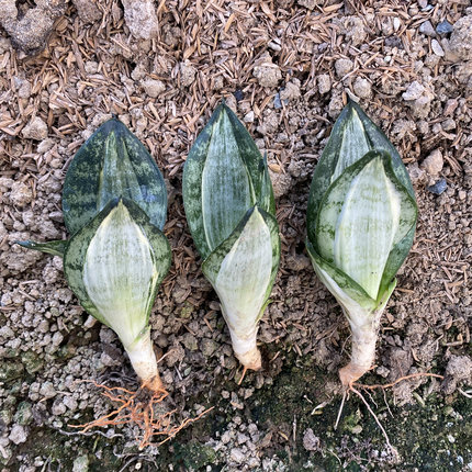 星辰虎皮兰小苗办公室内桌面绿植盆栽稀有品种水培虎尾兰基地直发
