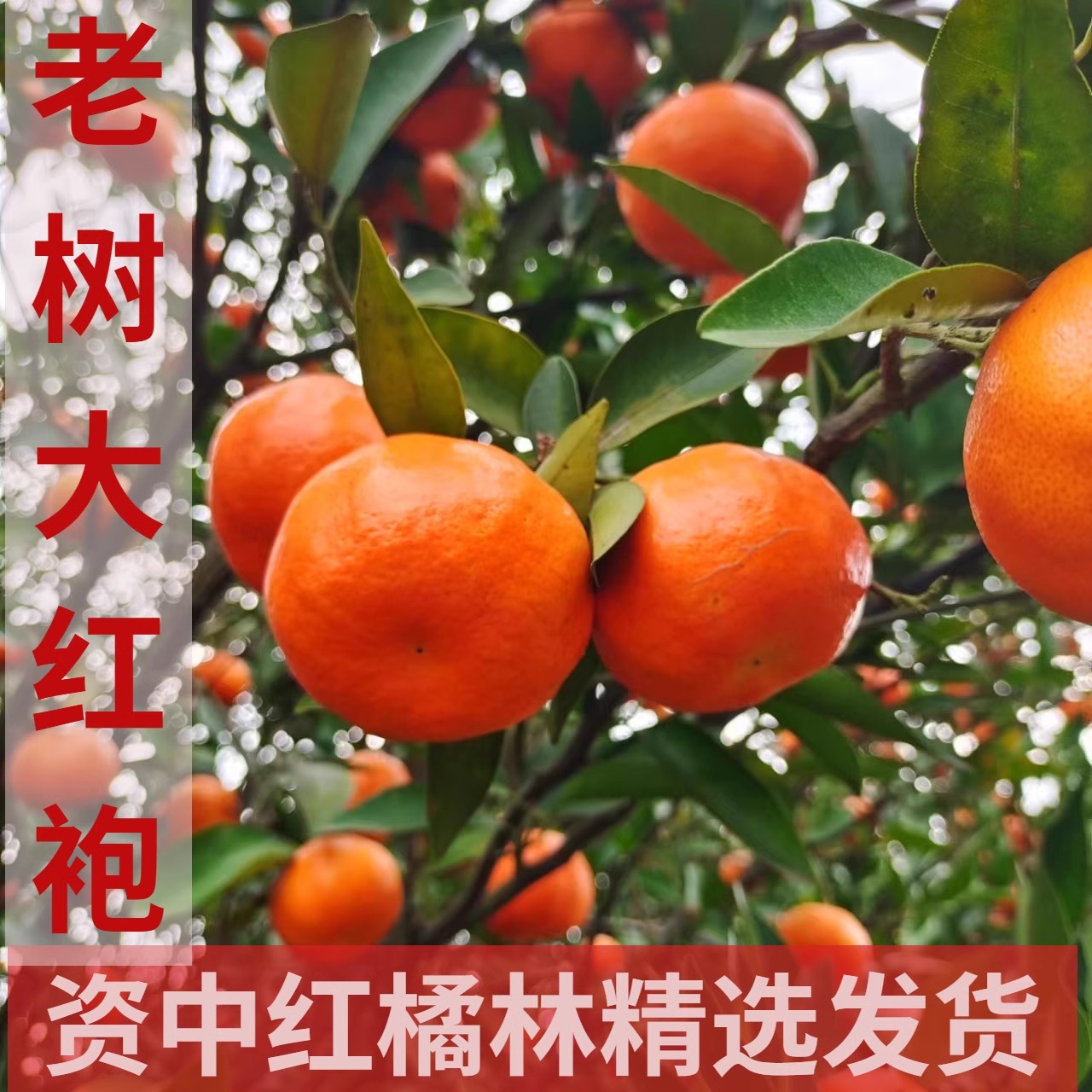 正宗老树包邮资中陈皮泡茶红橘