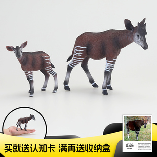 儿童仿真霍加狓模型野生动物欧卡皮鹿奥卡狓玩具摆件