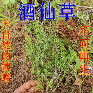 酒仙草九仙草野生仙草泡酒草九龙草珍珠草小星宿草植物盆栽真珠草