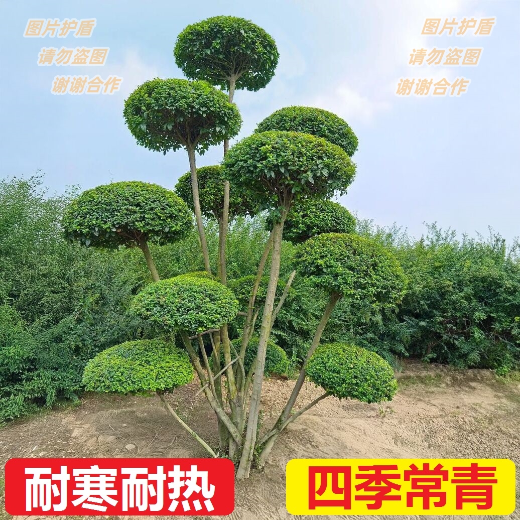 耐寒小叶女贞造型树四季常青绿植