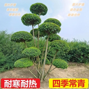 耐寒小叶女贞造型树庭院花园室外植物别墅绿化四季常青不落叶绿植