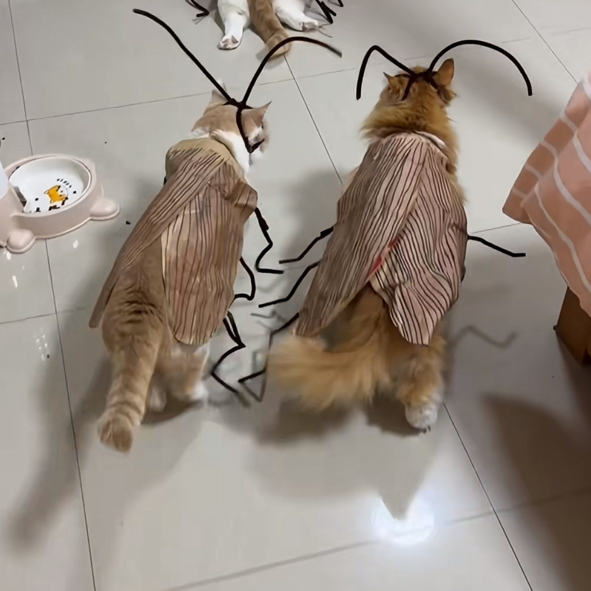 夏季纯情蟑螂猫咪DIY手工衣